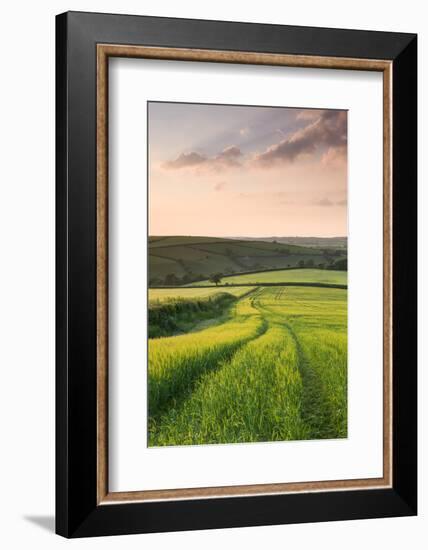 Summer Crops Growing in a Field Near Lanreath, Cornwall, England. Summer-Adam Burton-Framed Photographic Print