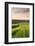 Summer Crops Growing in a Field Near Lanreath, Cornwall, England. Summer-Adam Burton-Framed Photographic Print