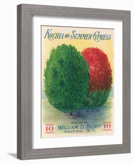 Summer Cypress Seed Packet-null-Framed Art Print