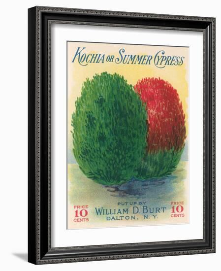 Summer Cypress Seed Packet-null-Framed Art Print