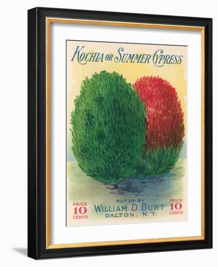 Summer Cypress Seed Packet-null-Framed Art Print