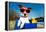 Summer Dog on Bike-Javier Brosch-Framed Premier Image Canvas