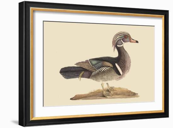 Summer Duck-Mark Catesby-Framed Art Print