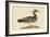 Summer Duck-Mark Catesby-Framed Art Print