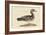 Summer Duck-Mark Catesby-Framed Art Print