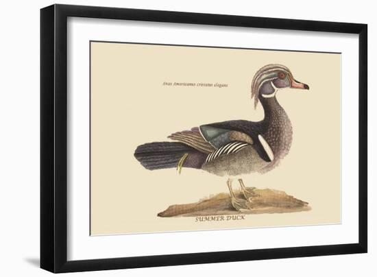 Summer Duck-Mark Catesby-Framed Art Print