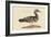 Summer Duck-Mark Catesby-Framed Art Print