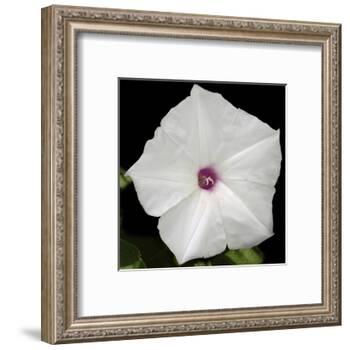 Summer Evening II-Alicia Ludwig-Framed Art Print