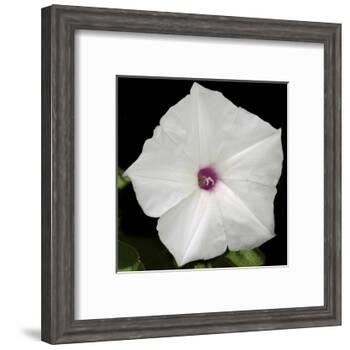 Summer Evening II-Alicia Ludwig-Framed Art Print