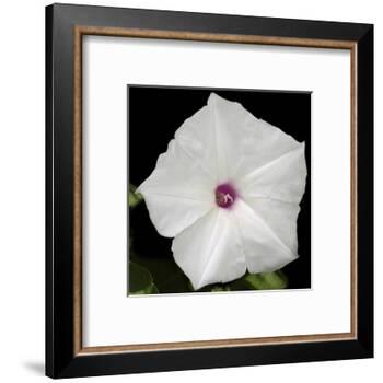 Summer Evening II-Alicia Ludwig-Framed Art Print
