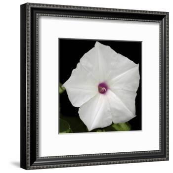 Summer Evening II-Alicia Ludwig-Framed Art Print