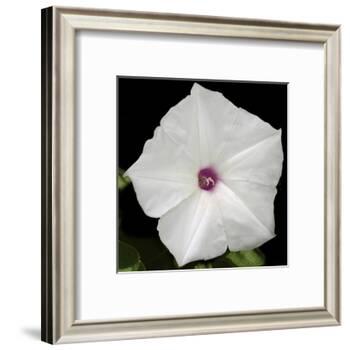 Summer Evening II-Alicia Ludwig-Framed Art Print