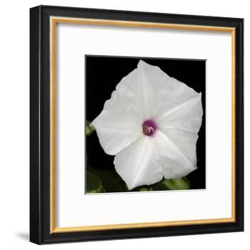 Summer Evening II-Alicia Ludwig-Framed Art Print