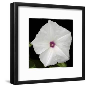 Summer Evening II-Alicia Ludwig-Framed Art Print