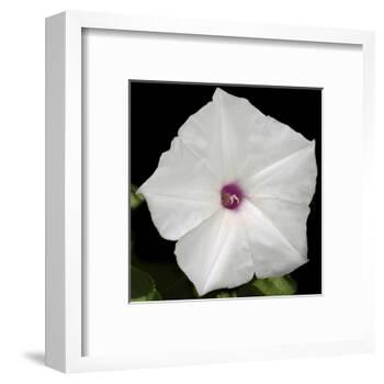 Summer Evening II-Alicia Ludwig-Framed Art Print