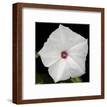 Summer Evening II-Alicia Ludwig-Framed Art Print