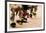 Summer Feast Day Celebration. Ohkay Owingeh Pueblo, New Mexico-Julien McRoberts-Framed Photographic Print