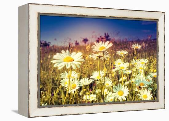 Summer Field with White Daisies. Dramatic Morning Scene. Ukraine, Europe. Beauty World. Retro Style-Leonid Tit-Framed Premier Image Canvas