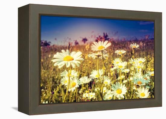 Summer Field with White Daisies. Dramatic Morning Scene. Ukraine, Europe. Beauty World. Retro Style-Leonid Tit-Framed Premier Image Canvas