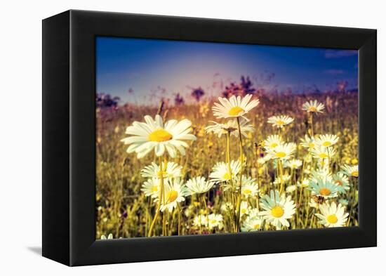 Summer Field with White Daisies. Dramatic Morning Scene. Ukraine, Europe. Beauty World. Retro Style-Leonid Tit-Framed Premier Image Canvas