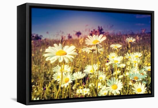 Summer Field with White Daisies. Dramatic Morning Scene. Ukraine, Europe. Beauty World. Retro Style-Leonid Tit-Framed Premier Image Canvas