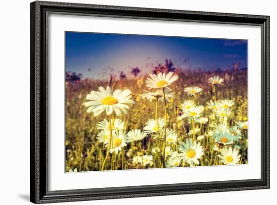 Summer Field with White Daisies. Dramatic Morning Scene. Ukraine, Europe. Beauty World. Retro Style-Leonid Tit-Framed Photographic Print