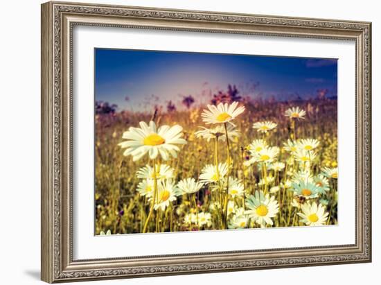 Summer Field with White Daisies. Dramatic Morning Scene. Ukraine, Europe. Beauty World. Retro Style-Leonid Tit-Framed Photographic Print