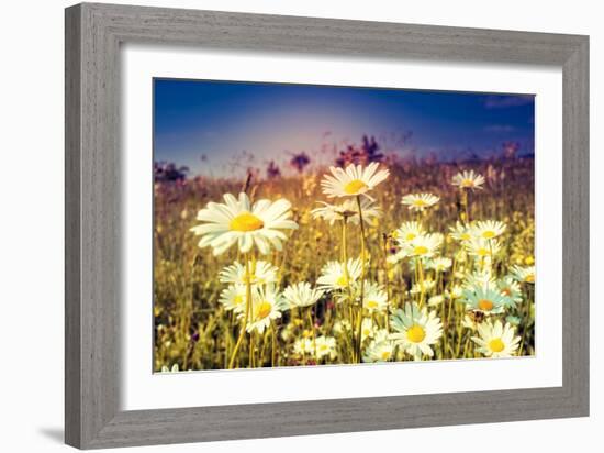 Summer Field with White Daisies. Dramatic Morning Scene. Ukraine, Europe. Beauty World. Retro Style-Leonid Tit-Framed Photographic Print