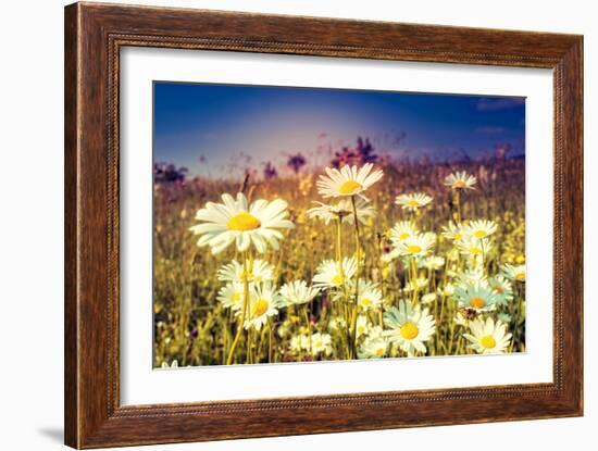 Summer Field with White Daisies. Dramatic Morning Scene. Ukraine, Europe. Beauty World. Retro Style-Leonid Tit-Framed Photographic Print