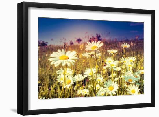 Summer Field with White Daisies. Dramatic Morning Scene. Ukraine, Europe. Beauty World. Retro Style-Leonid Tit-Framed Photographic Print