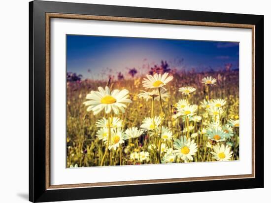 Summer Field with White Daisies. Dramatic Morning Scene. Ukraine, Europe. Beauty World. Retro Style-Leonid Tit-Framed Photographic Print