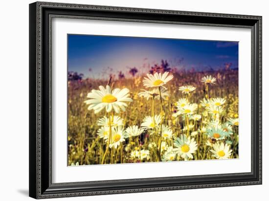 Summer Field with White Daisies. Dramatic Morning Scene. Ukraine, Europe. Beauty World. Retro Style-Leonid Tit-Framed Photographic Print