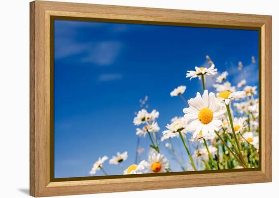 Summer Field with White Daisies on Blue Sky. Ukraine, Europe. Beauty World.-Leonid Tit-Framed Premier Image Canvas