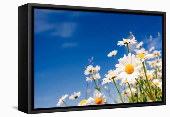 Summer Field with White Daisies on Blue Sky. Ukraine, Europe. Beauty World.-Leonid Tit-Framed Premier Image Canvas