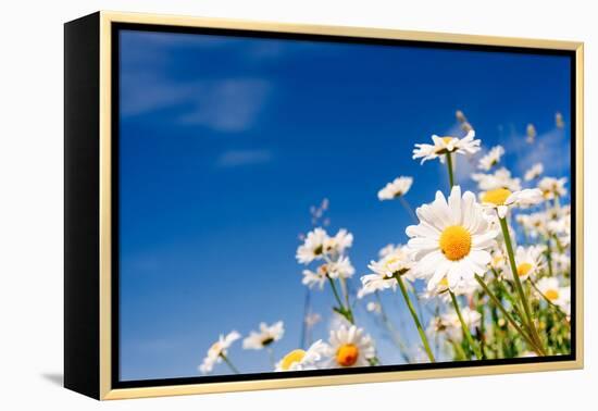 Summer Field with White Daisies on Blue Sky. Ukraine, Europe. Beauty World.-Leonid Tit-Framed Premier Image Canvas