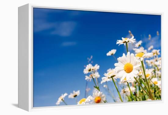 Summer Field with White Daisies on Blue Sky. Ukraine, Europe. Beauty World.-Leonid Tit-Framed Premier Image Canvas