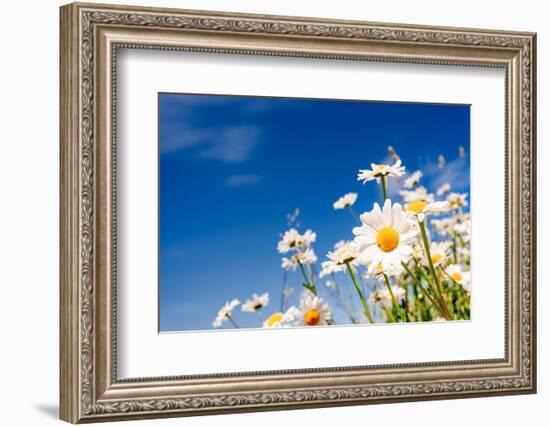 Summer Field with White Daisies on Blue Sky. Ukraine, Europe. Beauty World.-Leonid Tit-Framed Photographic Print