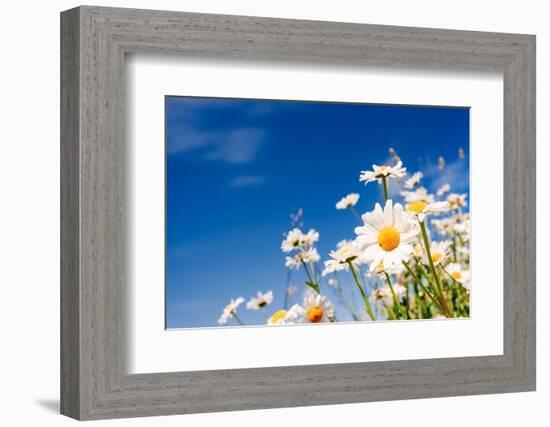 Summer Field with White Daisies on Blue Sky. Ukraine, Europe. Beauty World.-Leonid Tit-Framed Photographic Print