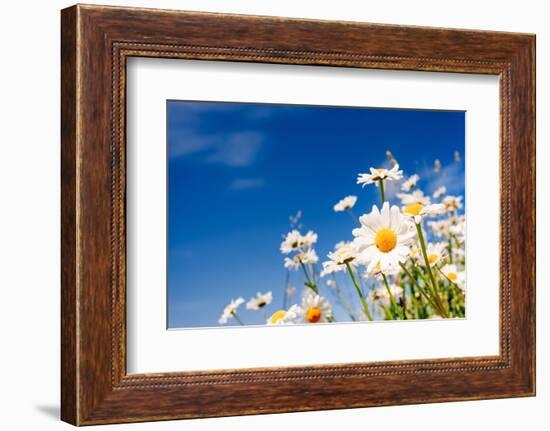 Summer Field with White Daisies on Blue Sky. Ukraine, Europe. Beauty World.-Leonid Tit-Framed Photographic Print