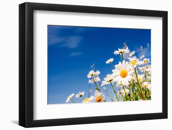 Summer Field with White Daisies on Blue Sky. Ukraine, Europe. Beauty World.-Leonid Tit-Framed Photographic Print