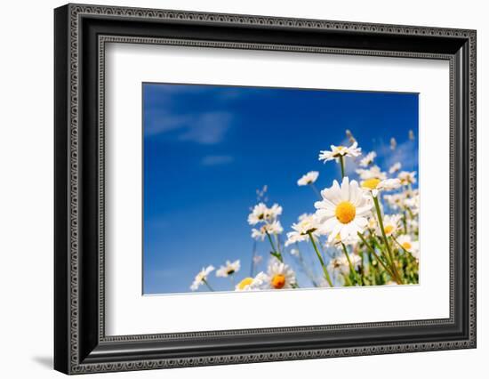 Summer Field with White Daisies on Blue Sky. Ukraine, Europe. Beauty World.-Leonid Tit-Framed Photographic Print