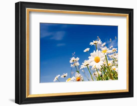 Summer Field with White Daisies on Blue Sky. Ukraine, Europe. Beauty World.-Leonid Tit-Framed Photographic Print