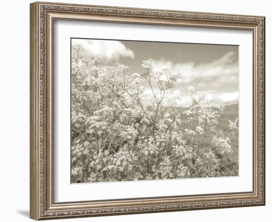 Summer Fields - Neutral-Assaf Frank-Framed Giclee Print