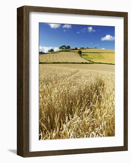 Summer Fields, Thorverton, Devon, England, United Kingdom, Europe-Jeremy Lightfoot-Framed Photographic Print