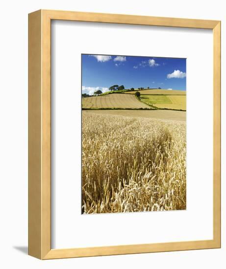 Summer Fields, Thorverton, Devon, England, United Kingdom, Europe-Jeremy Lightfoot-Framed Photographic Print