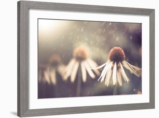 Summer Flower under Rain-Alexey Rumyantsev-Framed Photographic Print