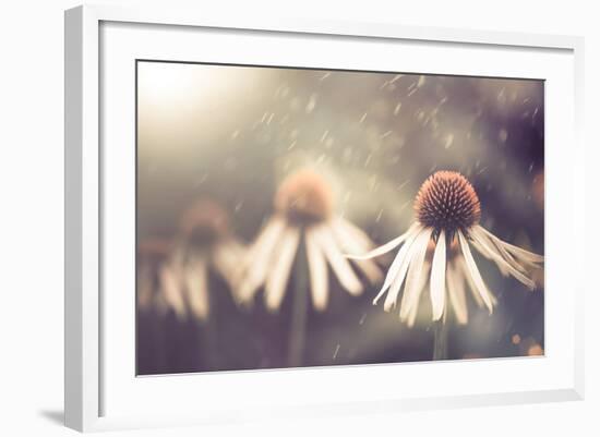 Summer Flower under Rain-Alexey Rumyantsev-Framed Photographic Print