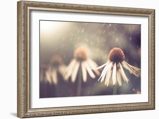 Summer Flower under Rain-Alexey Rumyantsev-Framed Photographic Print