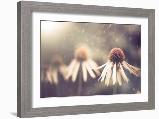 Summer Flower under Rain-Alexey Rumyantsev-Framed Photographic Print