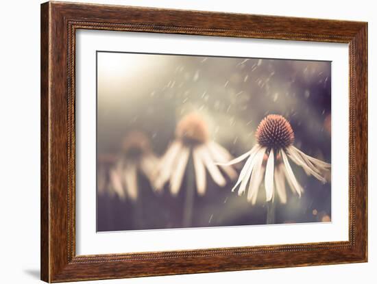 Summer Flower under Rain-Alexey Rumyantsev-Framed Photographic Print